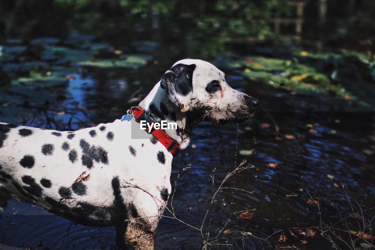 Close-up of dog