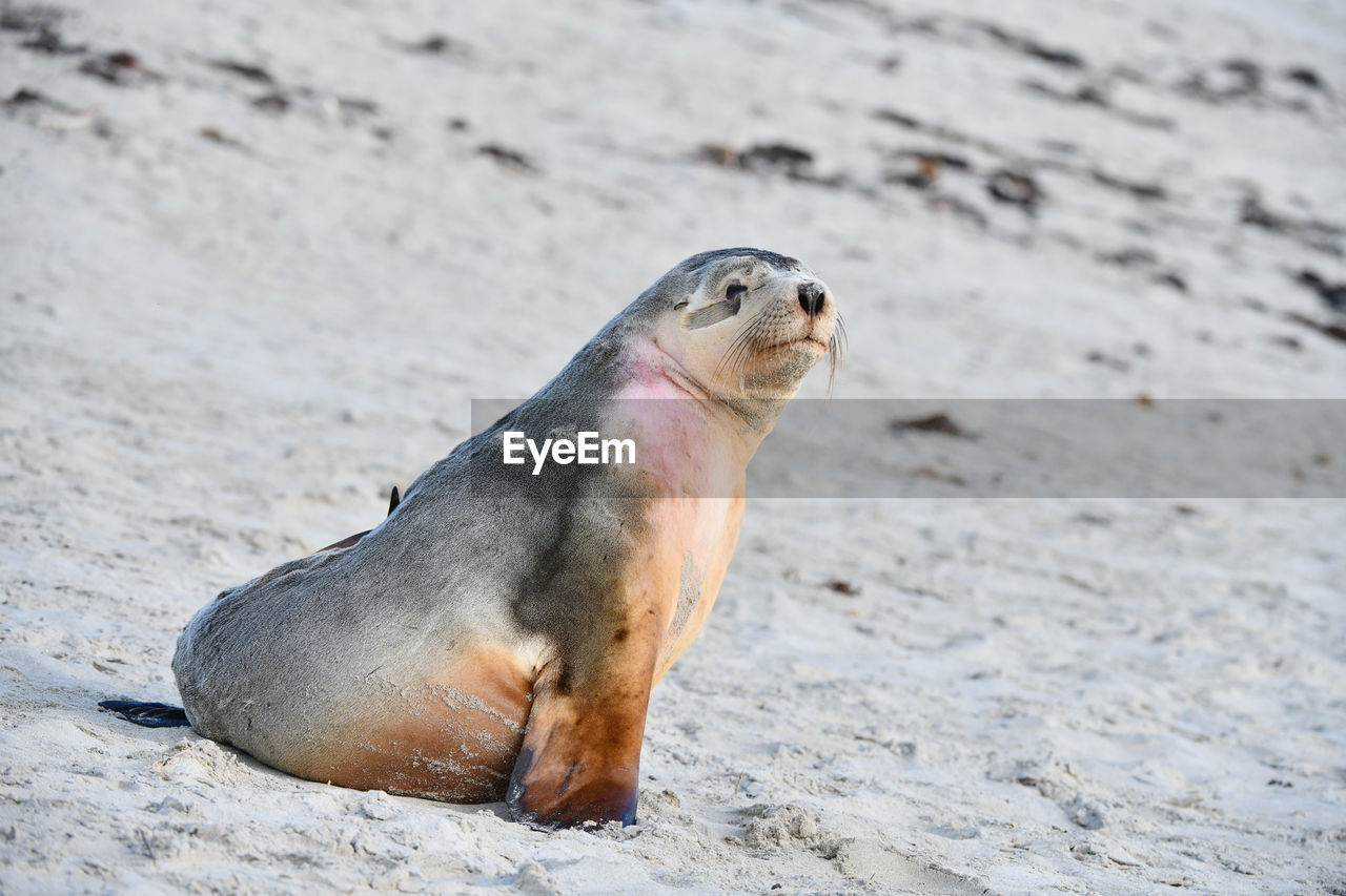 SEA LION ON BEACH