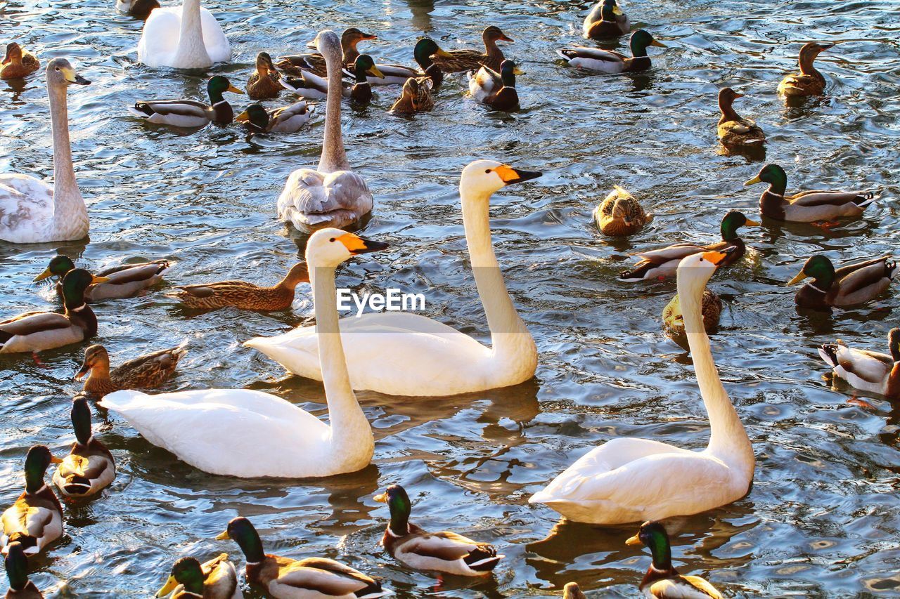 SWANS IN LAKE