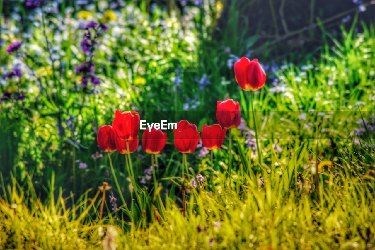 Close-up of red tulip flowers in field