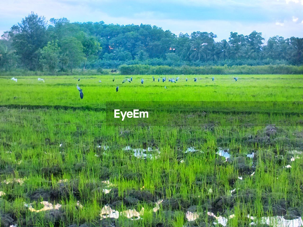 SCENIC VIEW OF AGRICULTURAL FIELD