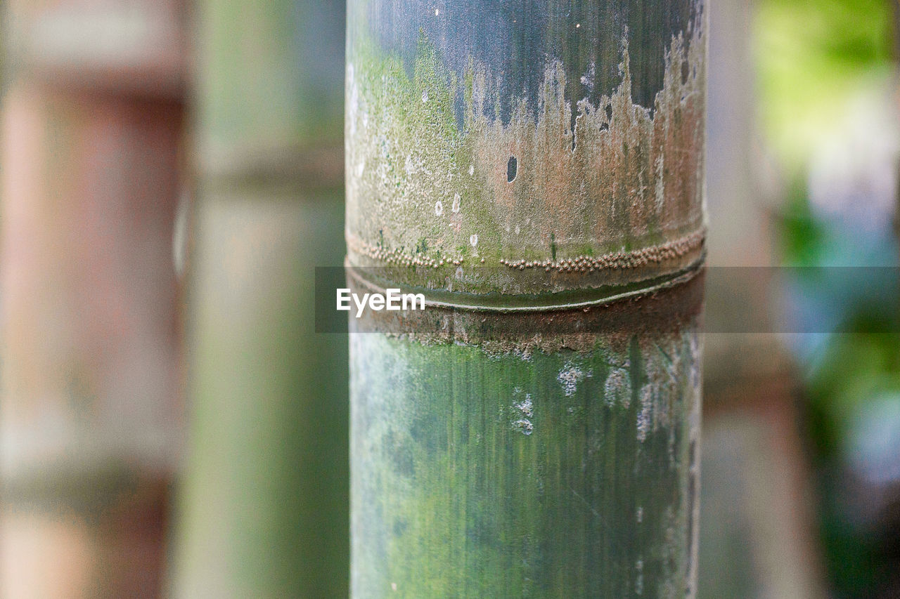 Close-up of moss on tree trunk