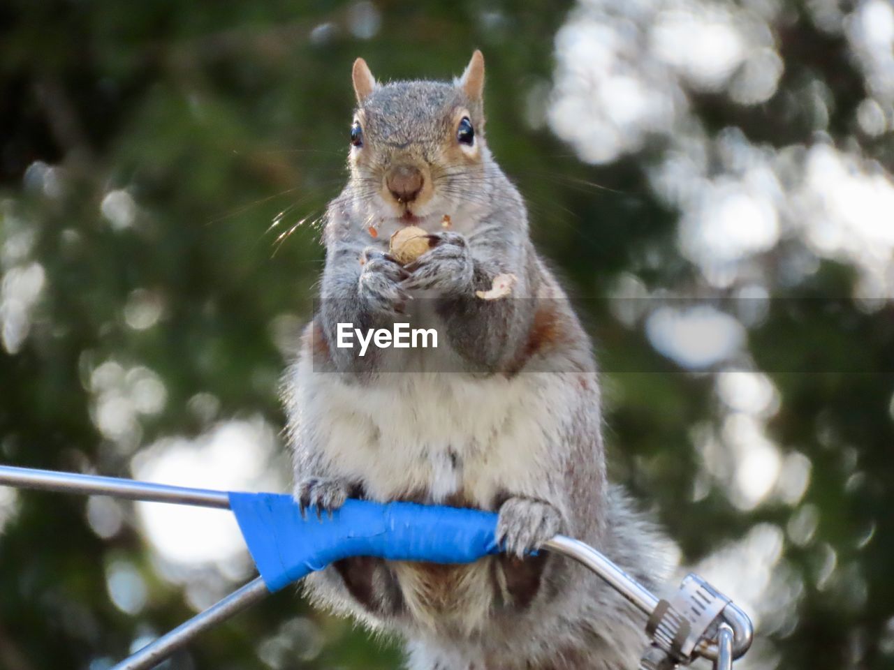 Close-up of squirrel eating outdoors