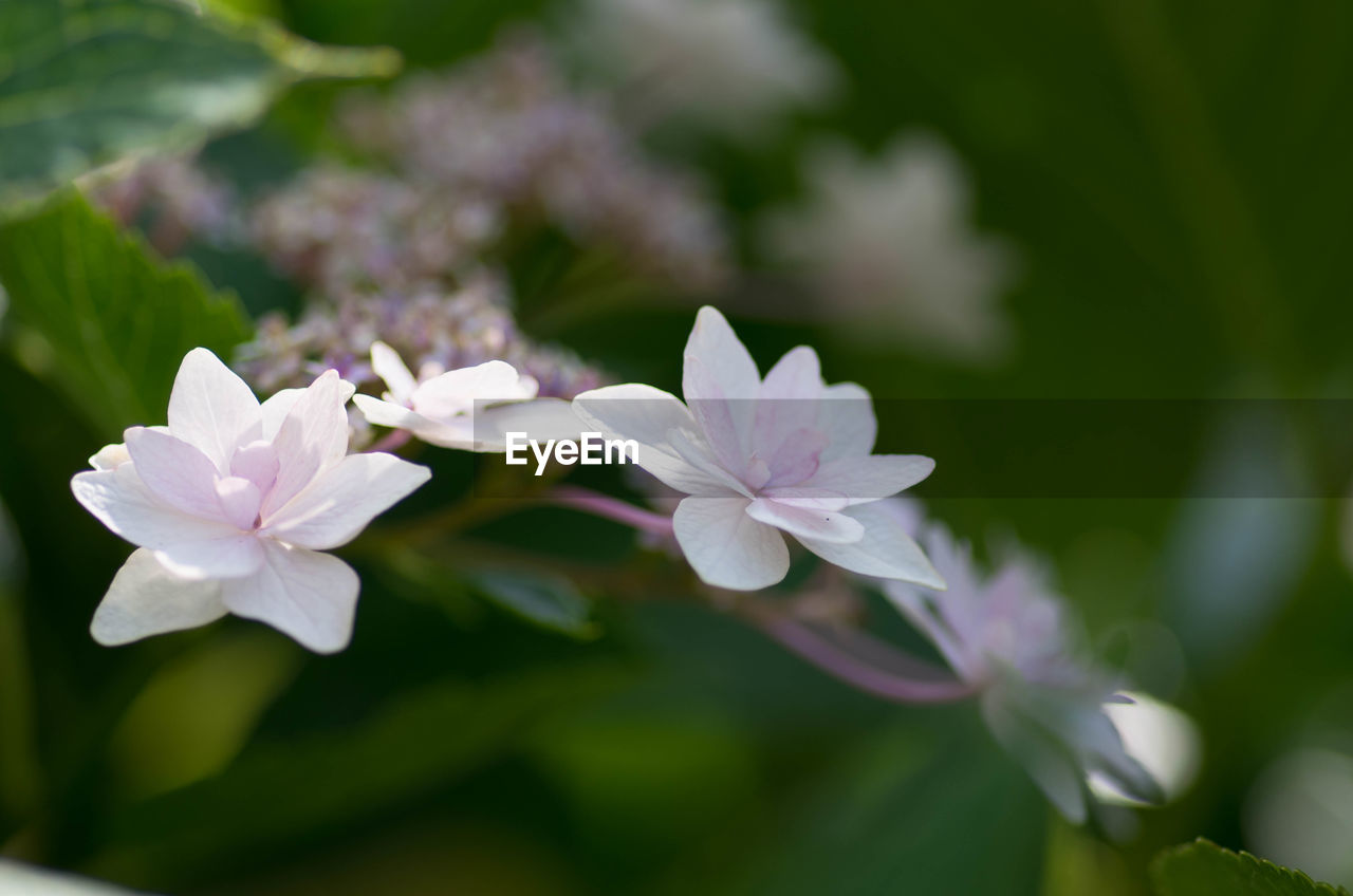 CLOSE-UP OF FLOWERS