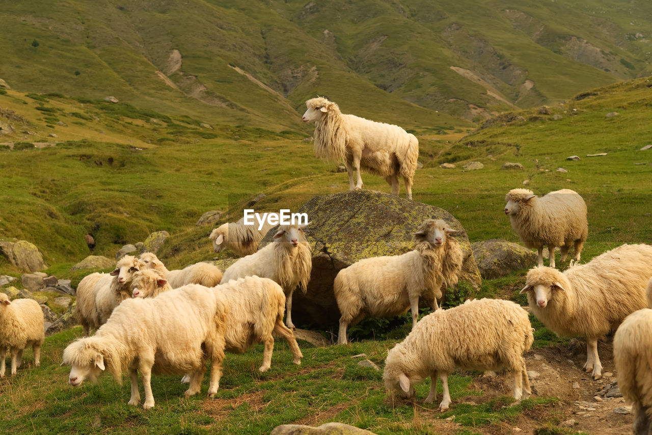 Sheep in a field