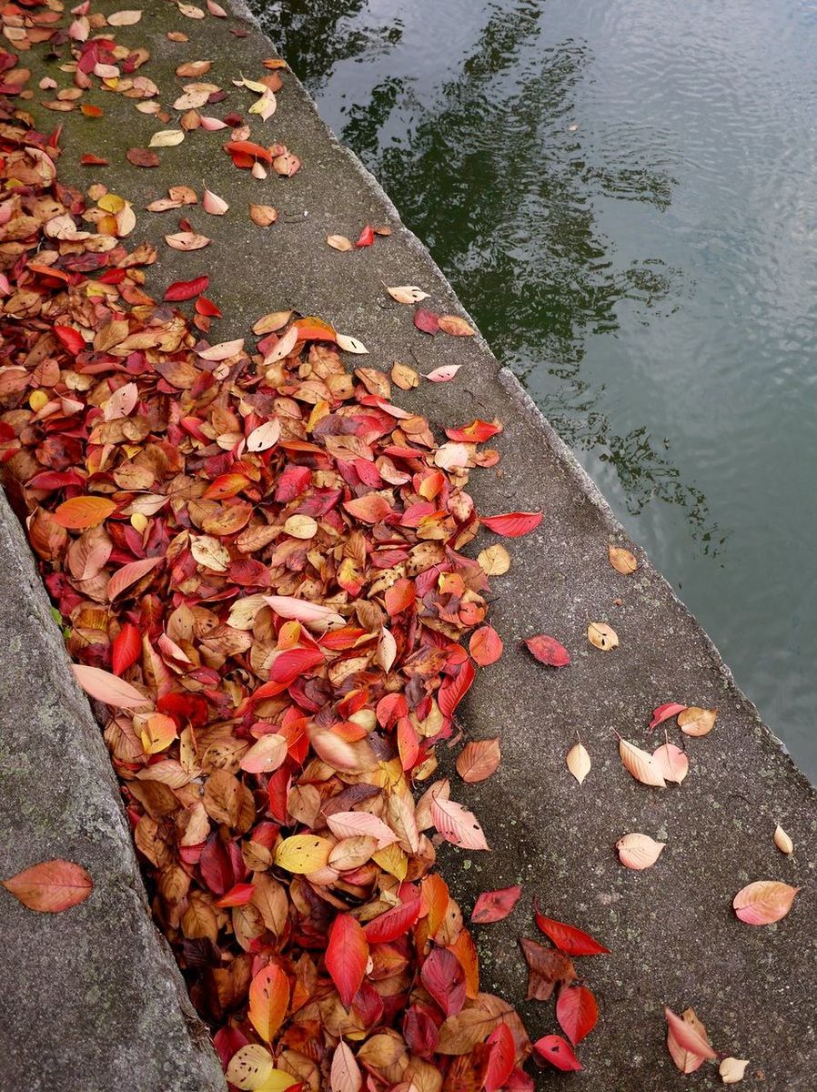 High angle view of autumn leaves in lake