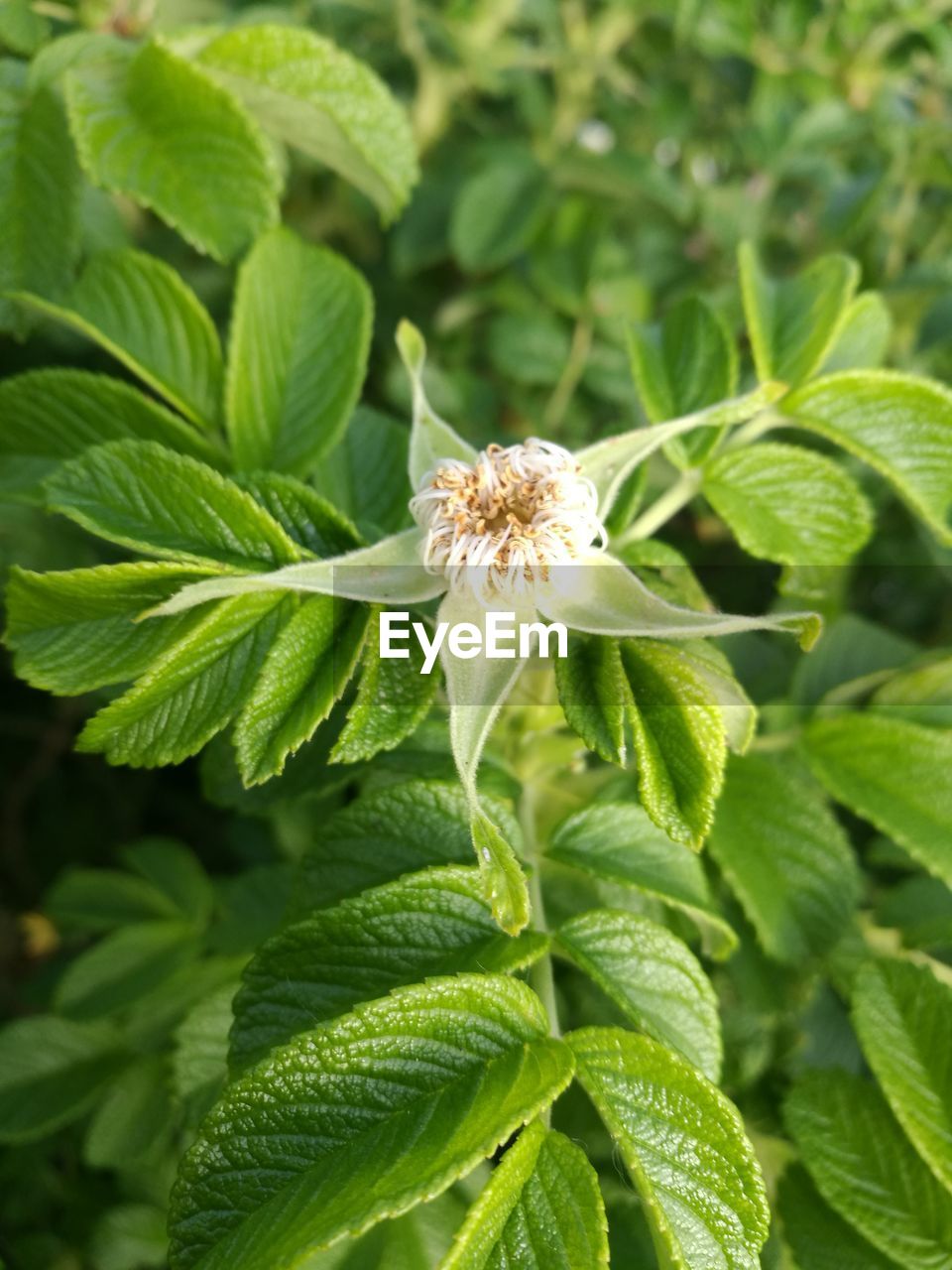 CLOSE-UP OF A PLANT