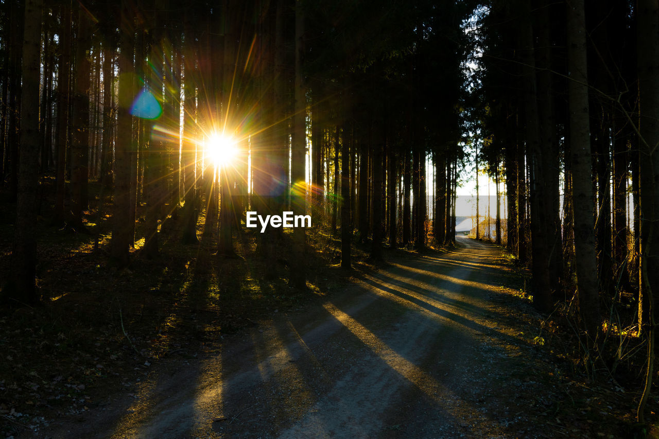 Sunrise is forest 