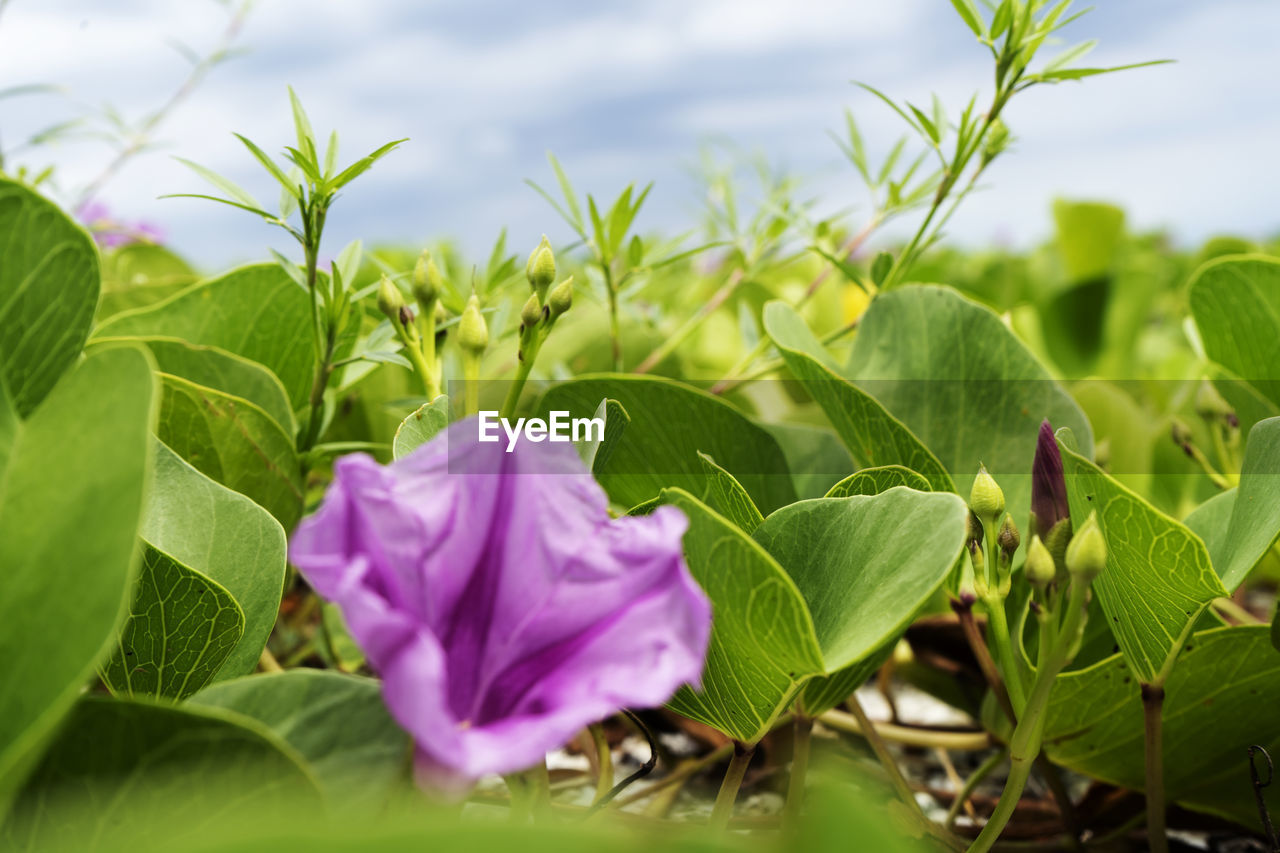 CLOSE-UP OF FLOWERING PLANT AGAINST WHITE ROSE