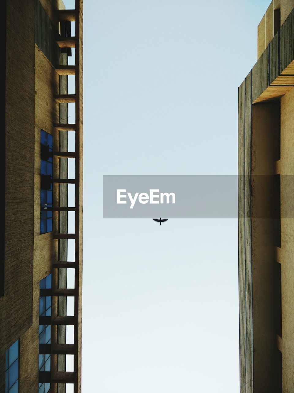 Directly below shot of buildings against bird flying in clear sky