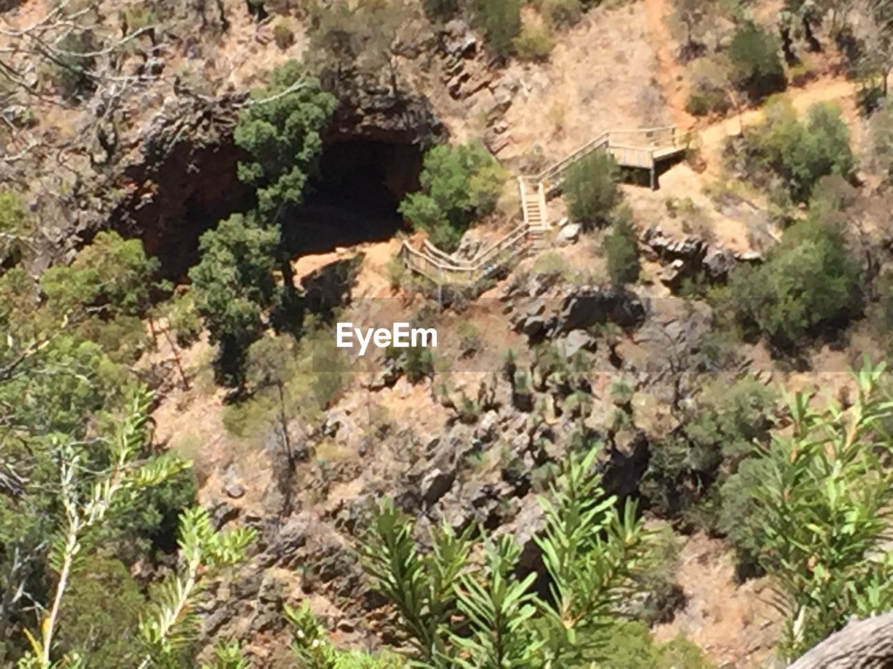 PLANTS GROWING ON ROCKS