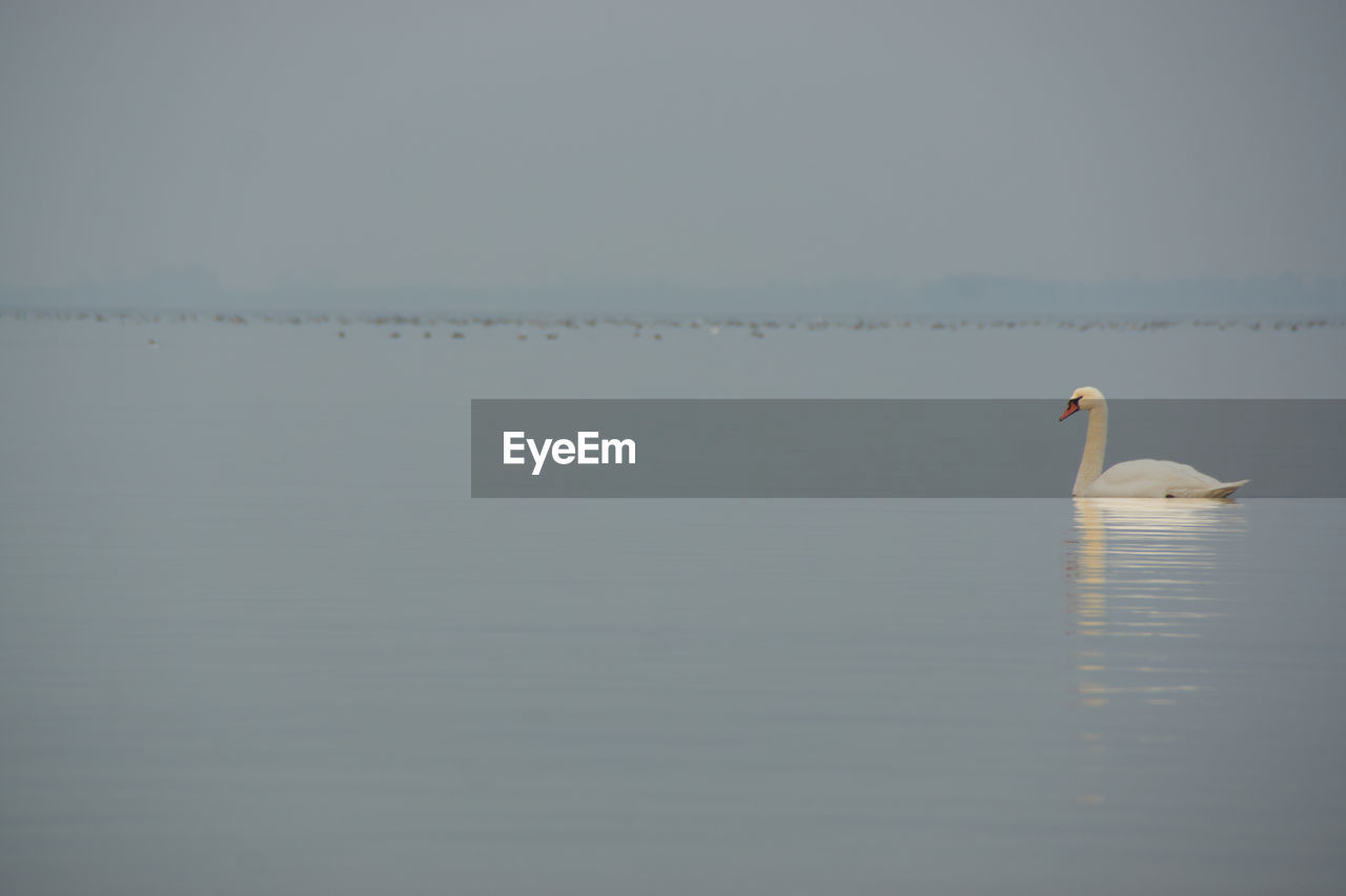SWANS SWIMMING IN LAKE