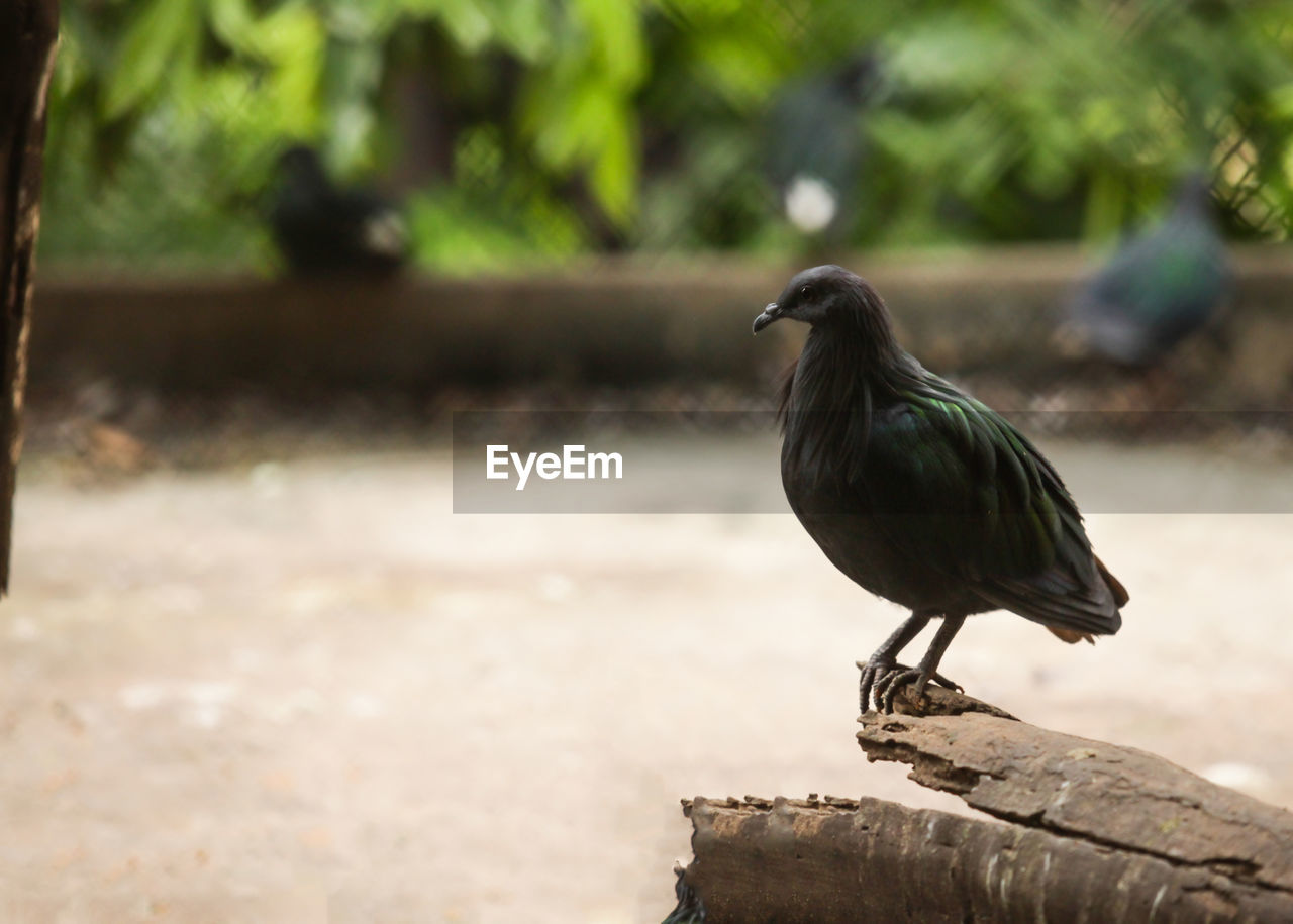 CLOSE-UP OF BIRD ON WOODEN POST