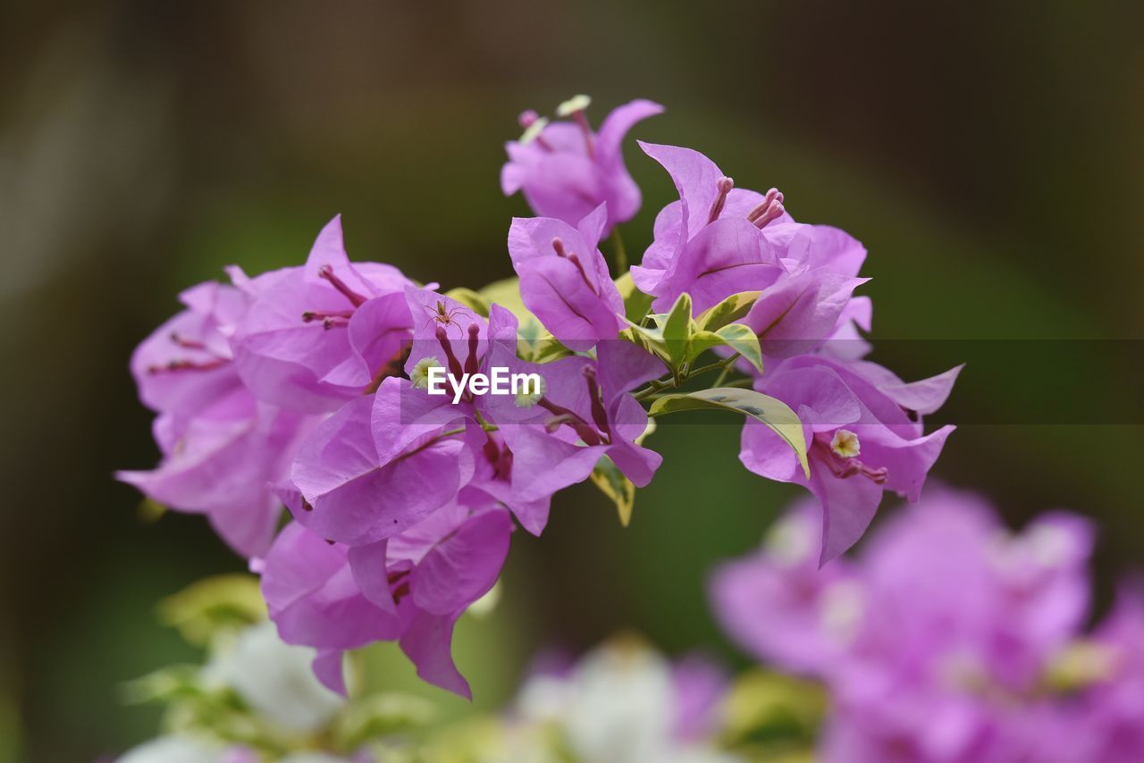 Purple bougainvillea flowers