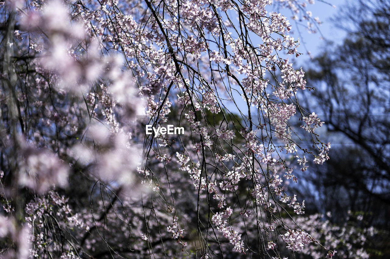 plant, tree, beauty in nature, growth, nature, branch, flower, flowering plant, freshness, blossom, fragility, spring, springtime, low angle view, no people, winter, sky, day, frost, tranquility, outdoors, freezing, leaf, close-up, sunlight, cherry blossom, selective focus, focus on foreground, botany