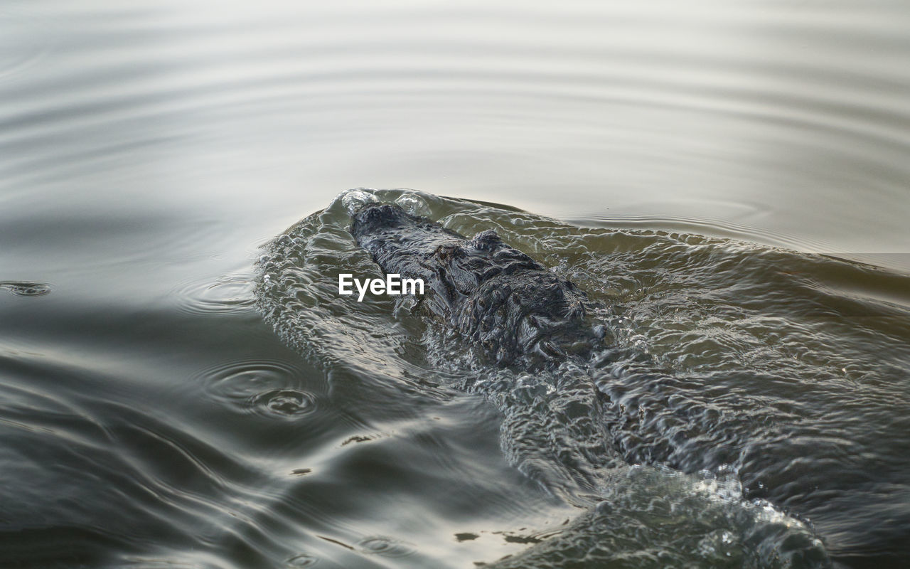 HIGH ANGLE VIEW OF ANIMAL SWIMMING IN SEA