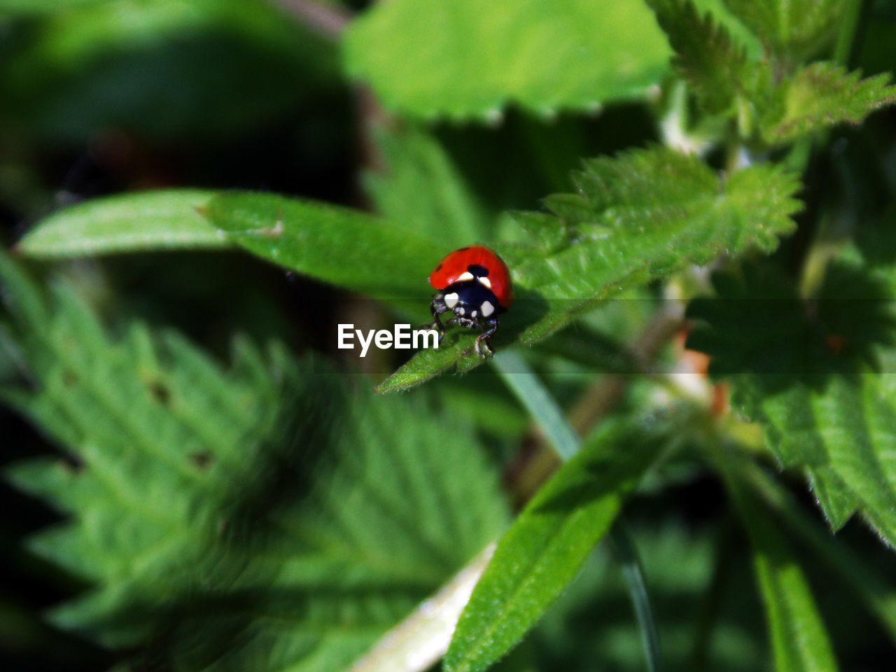LADYBUG ON LEAF