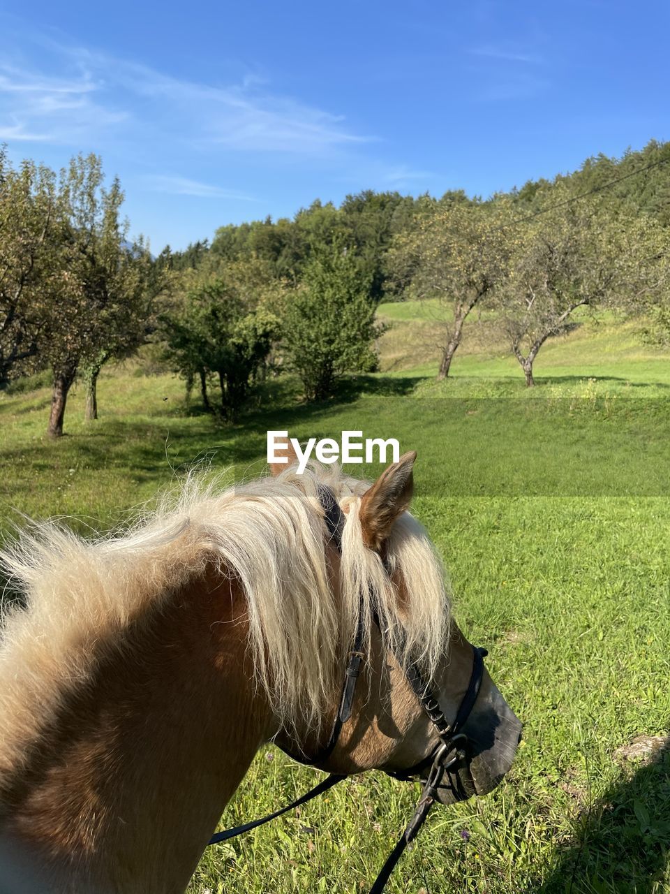 HORSES IN THE FIELD