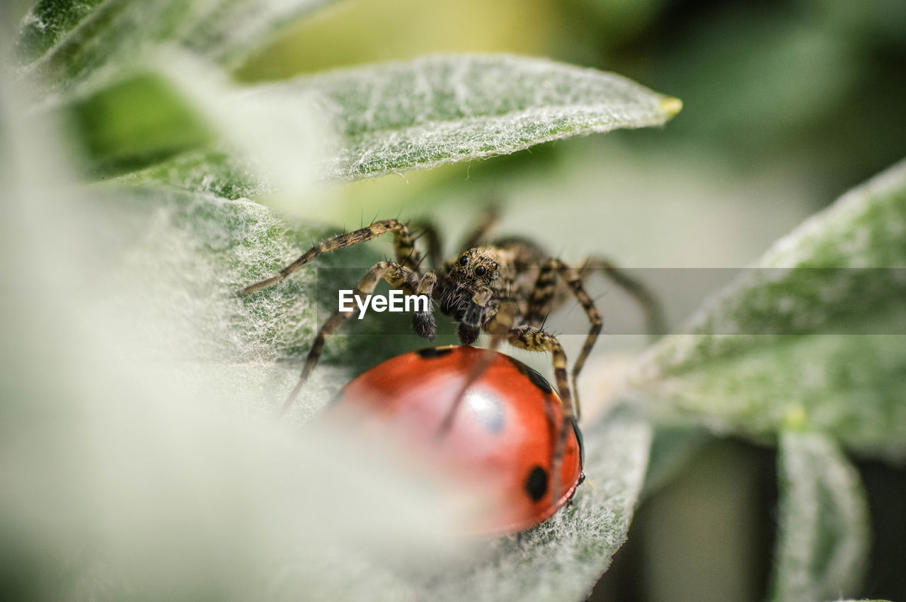 Spider hunting ladybug on leaf
