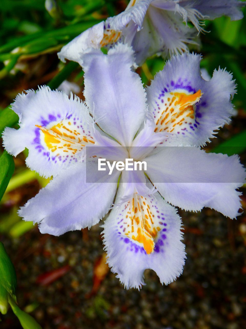 Close-up of purple flower