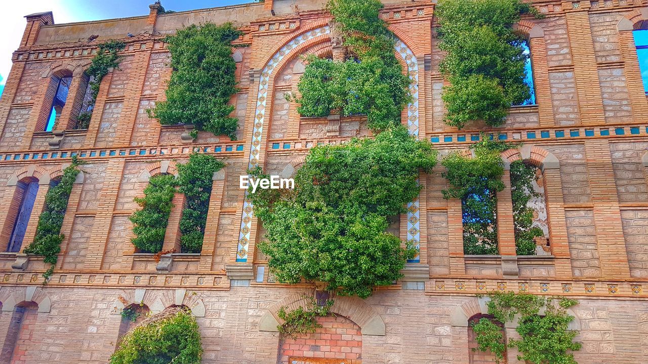 IVY GROWING ON WALL