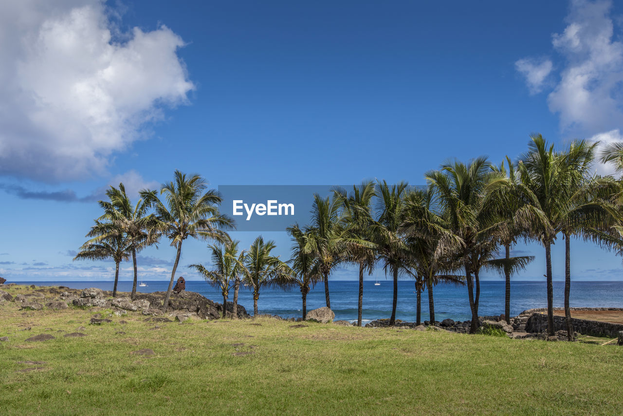 Scenic view of palm trees on beach against blue sky