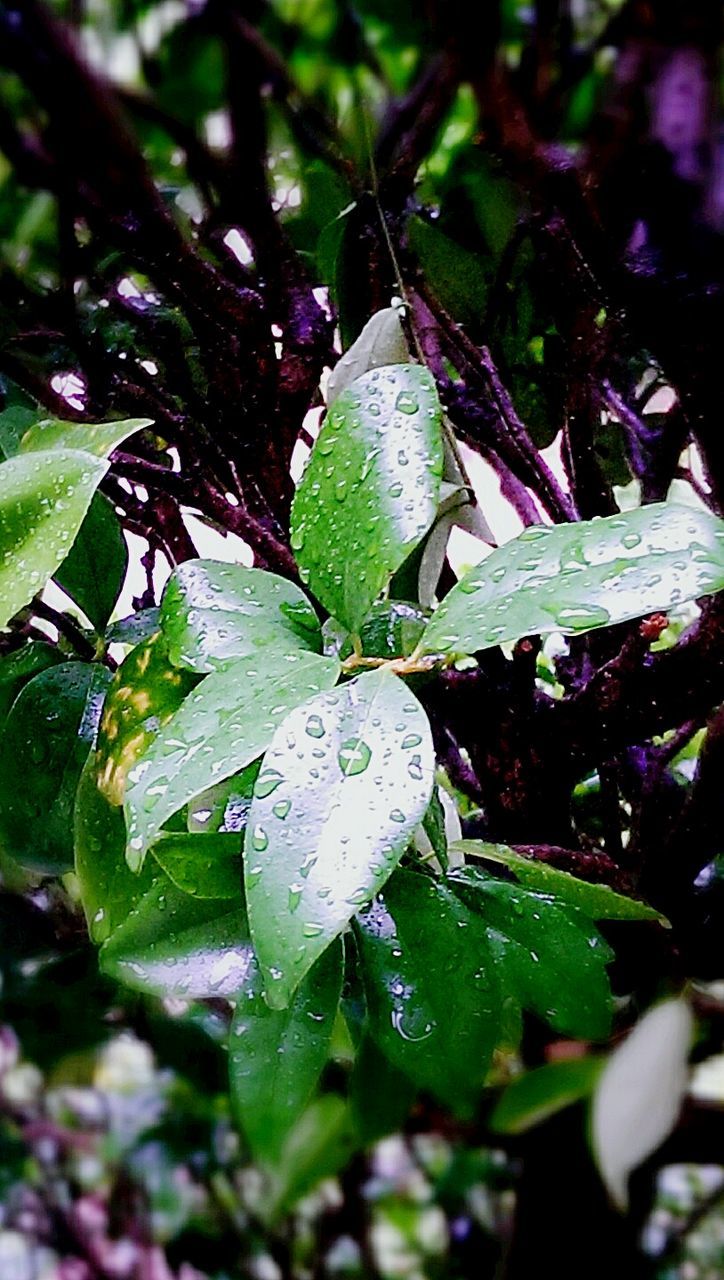 CLOSE-UP OF LEAVES