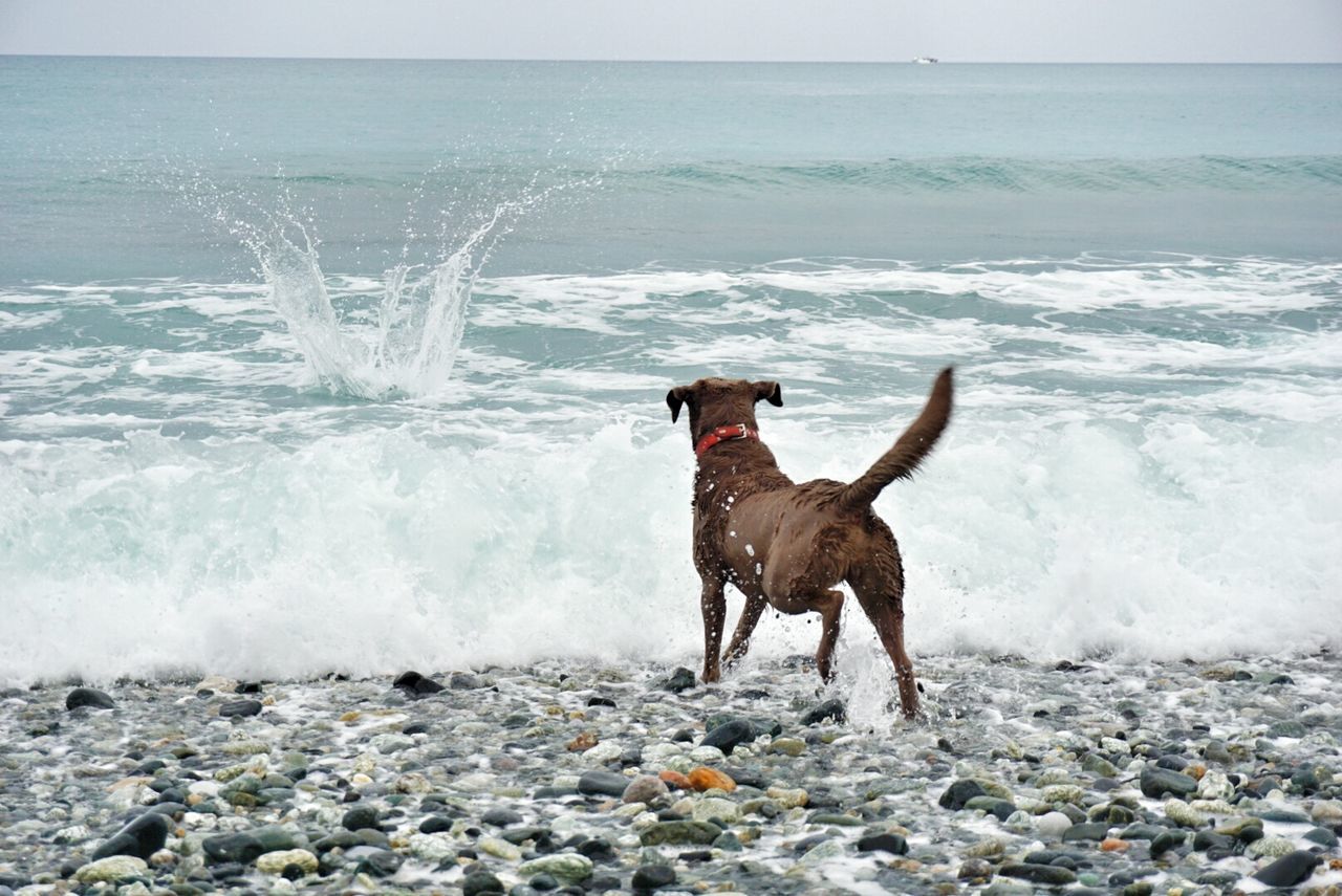 Rear view of dog against wavy sea