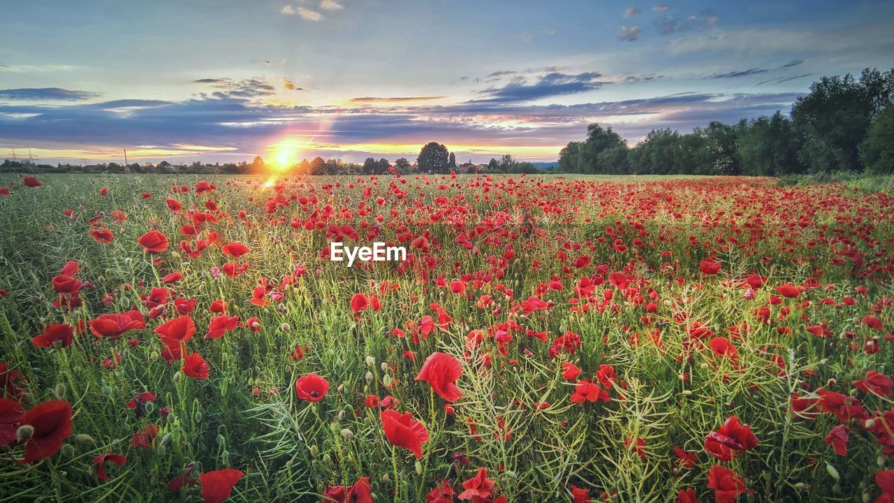 scenic view of flowering plants on field against sky during sunset