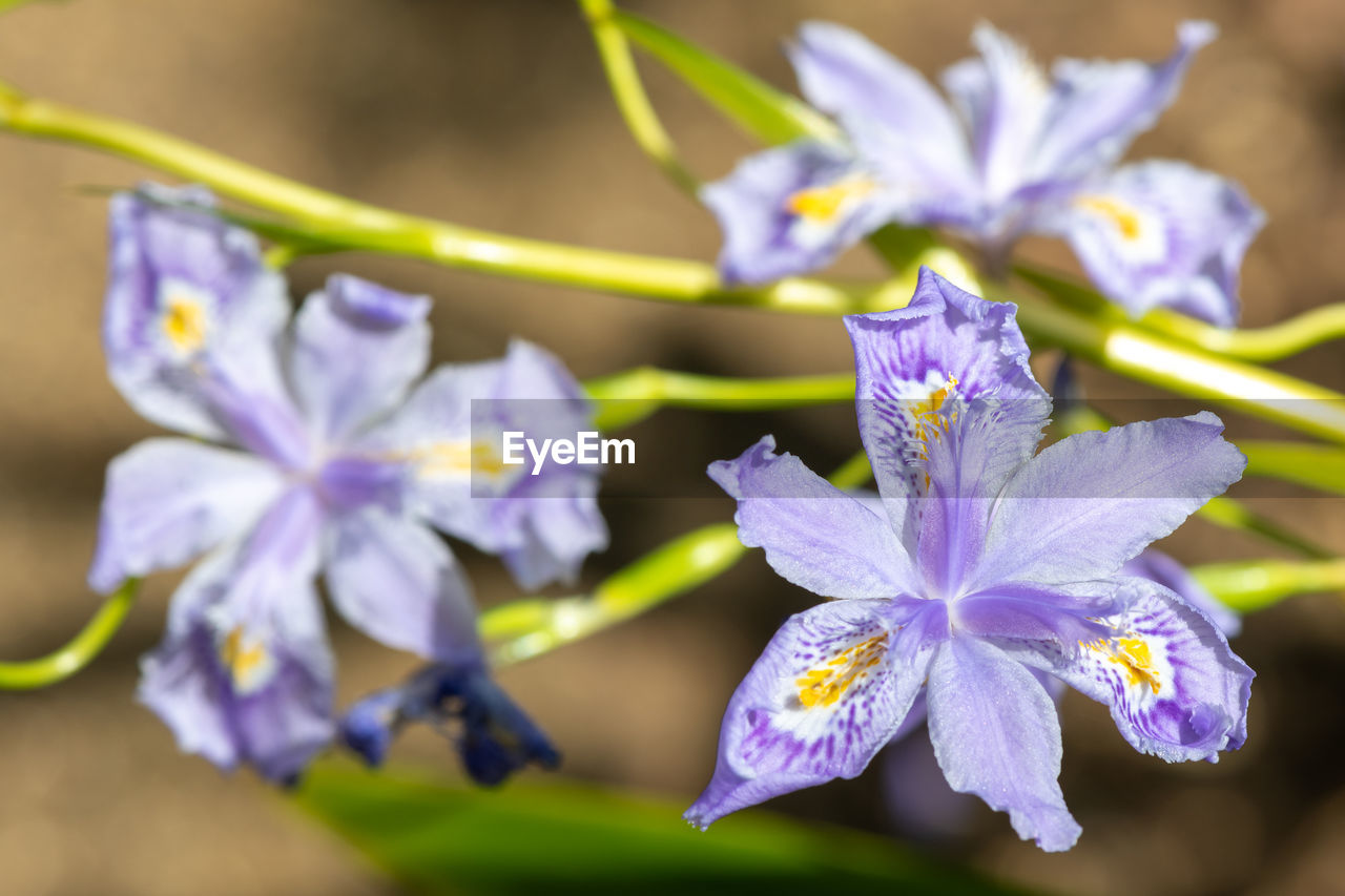 flower, flowering plant, plant, beauty in nature, freshness, purple, nature, fragility, close-up, flower head, petal, blossom, inflorescence, springtime, macro photography, growth, botany, no people, outdoors, wildflower, focus on foreground, selective focus, summer, sunlight, blue, food, pollen, multi colored, food and drink