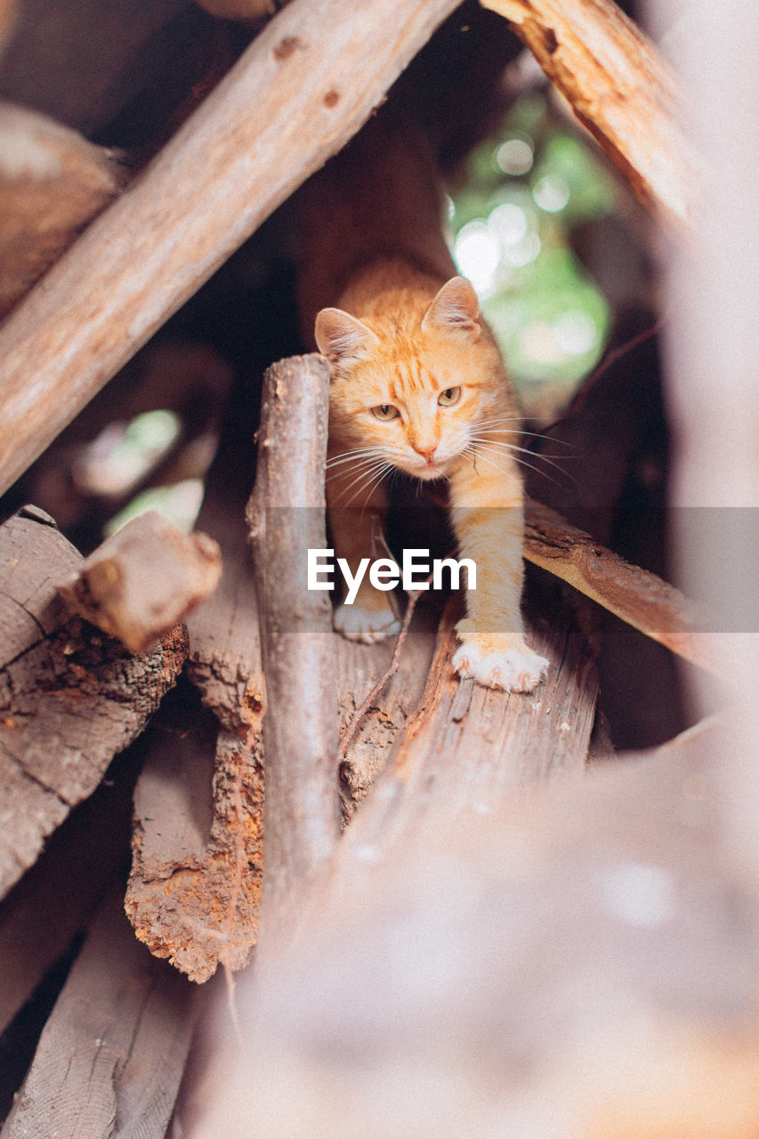 Close-up portrait of a cat