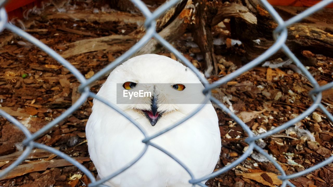 Close-up portrait of owl looking through fence