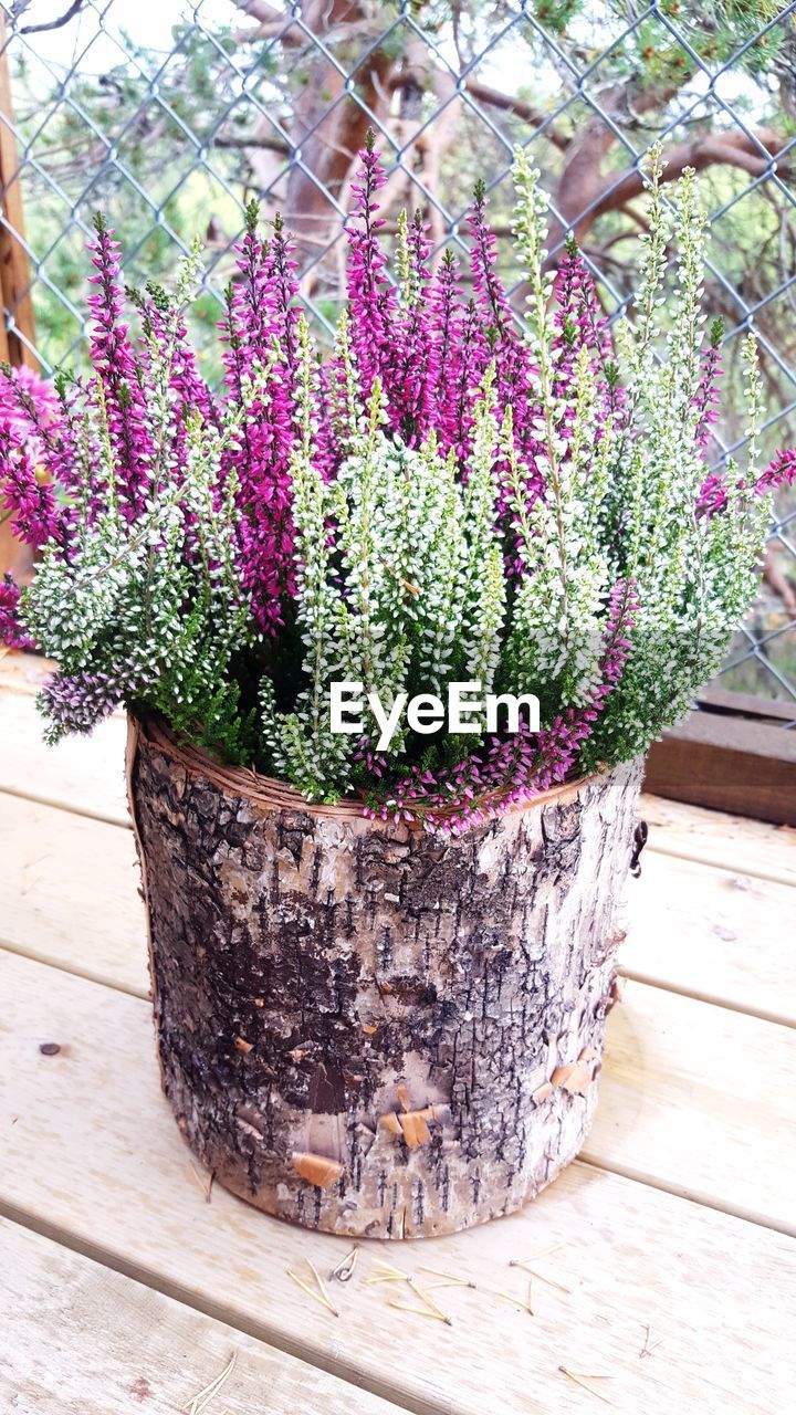 CLOSE-UP OF PURPLE FLOWERS ON WOODEN WALL