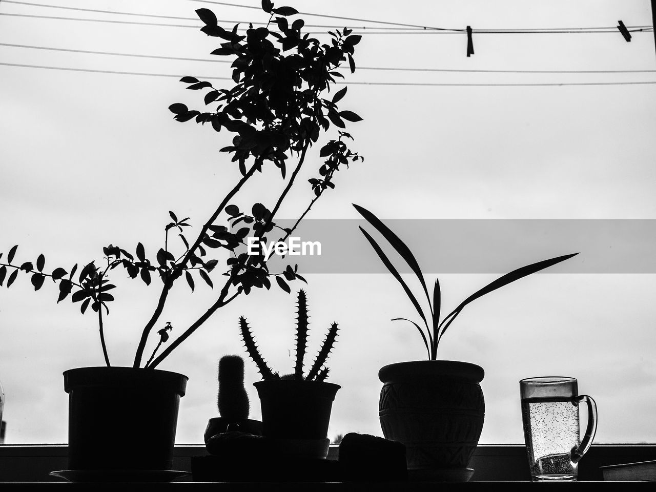 SILHOUETTE OF POTTED PLANT AGAINST WINDOW