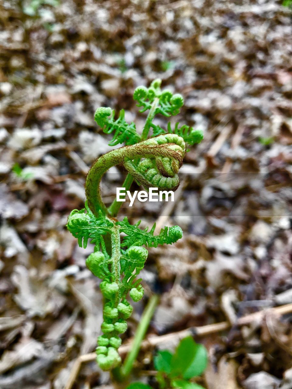 CLOSE-UP OF PLANT AGAINST BLURRED BACKGROUND