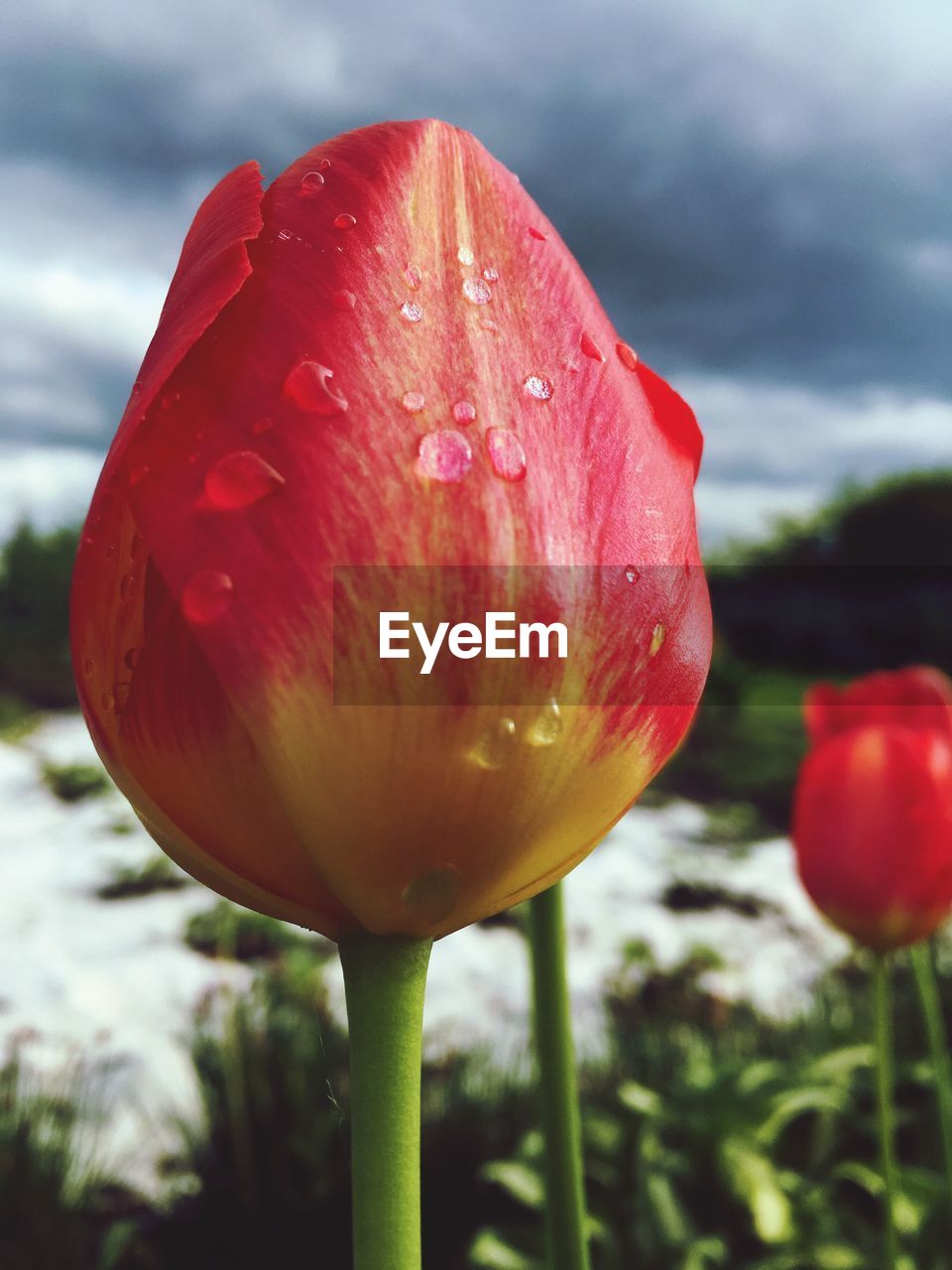 Close-up of red poppy blooming outdoors