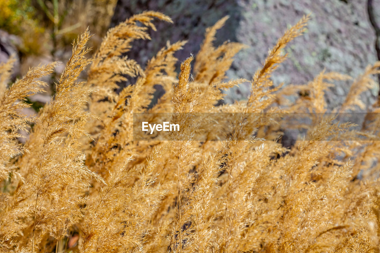 Close-up of plants on land