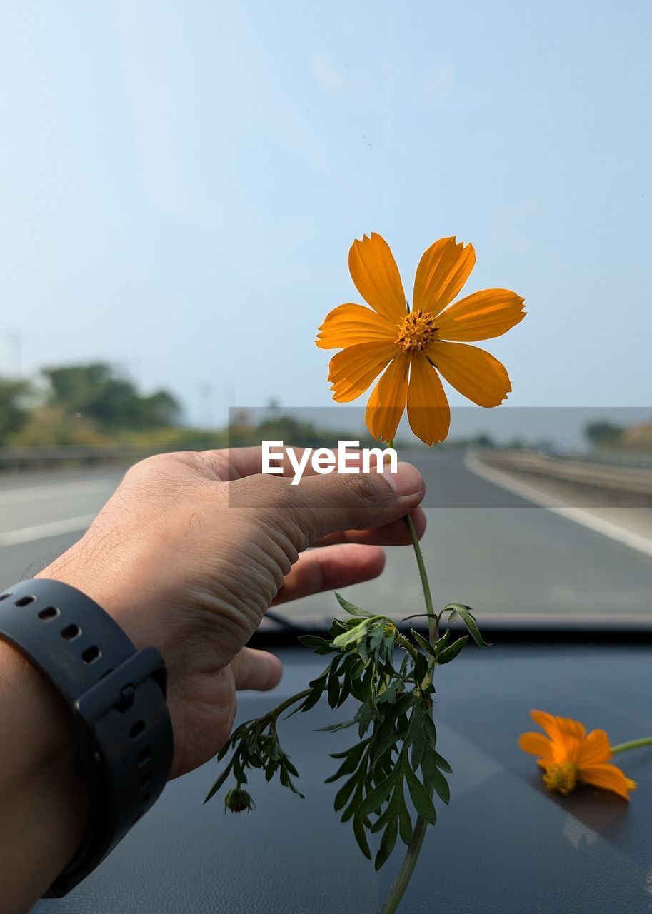 yellow, hand, flower, flowering plant, plant, nature, one person, holding, freshness, close-up, beauty in nature, sky, adult, leaf, orange color, outdoors, day, focus on foreground, flower head, lifestyles, petal, fragility, macro photography, watch