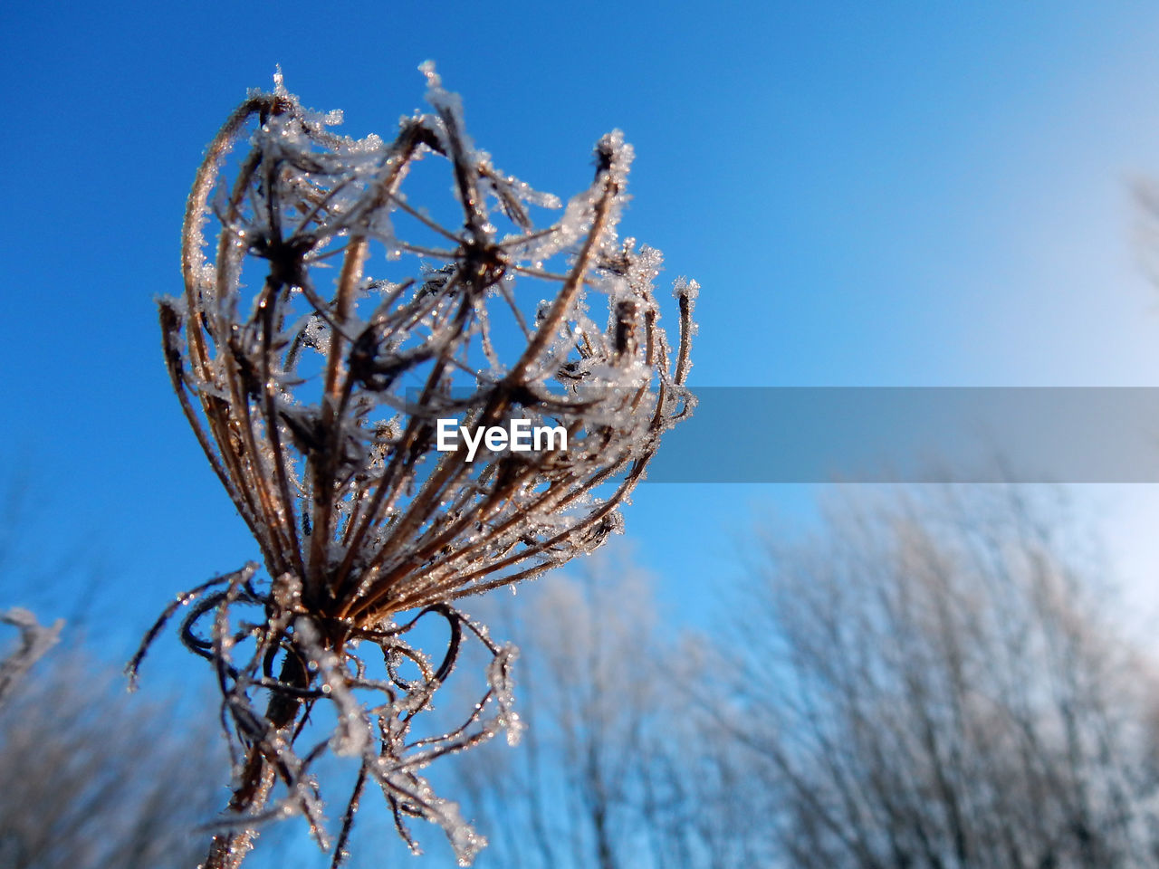 Close-up of frozen plant