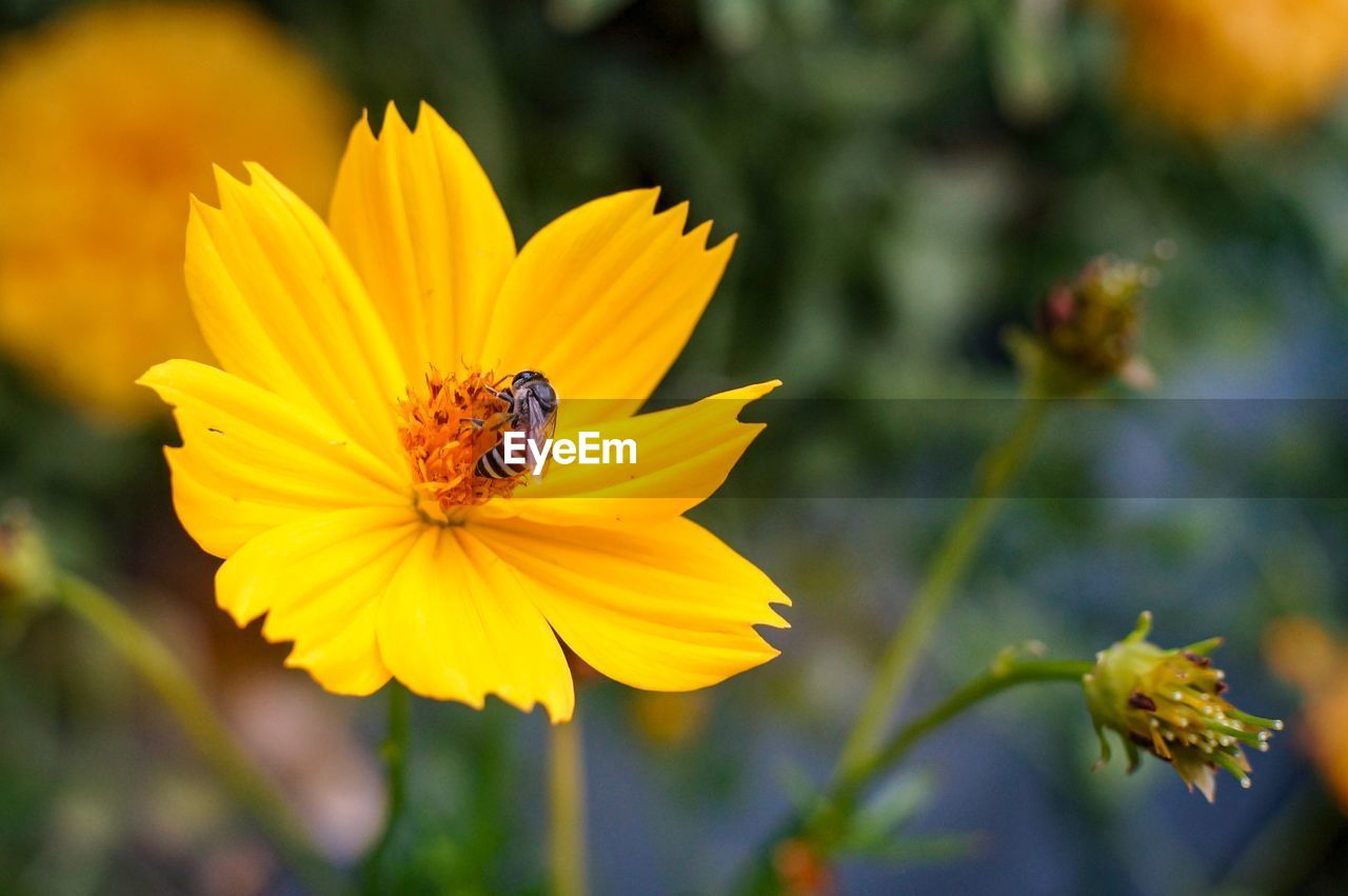 Close-up of bee pollinating on yellow flower