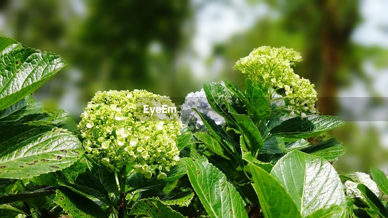 Close-up of plants