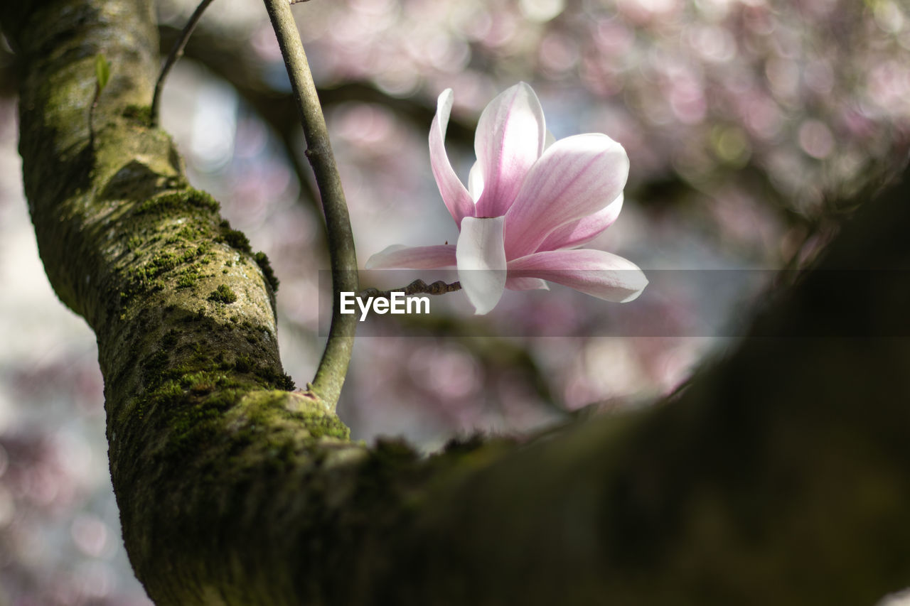 Close-up of pink flowering plant