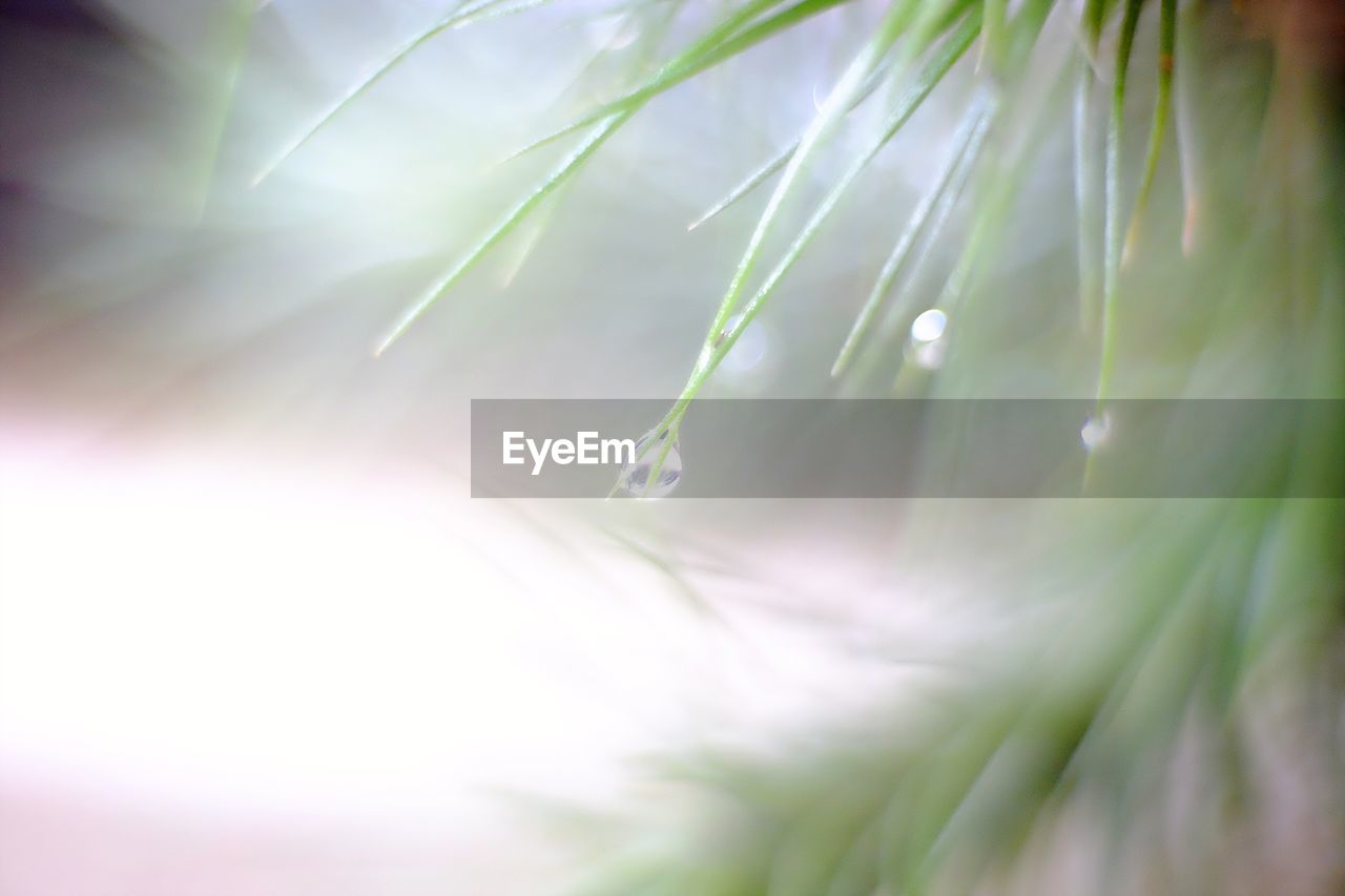 CLOSE-UP OF WATER DROPS ON PLANTS