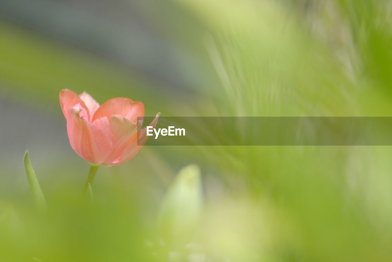 Close-up of pink flower