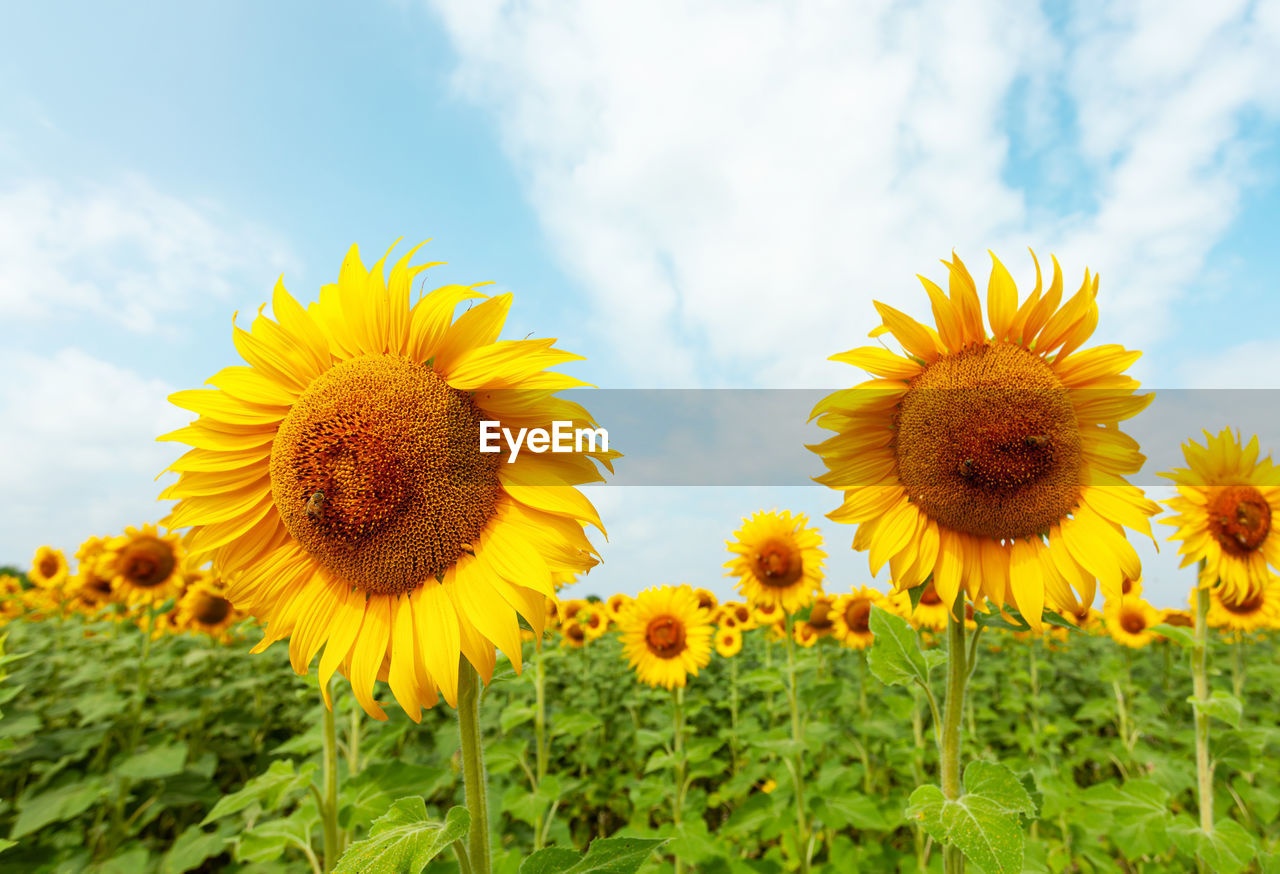 plant, flower, flowering plant, sunflower, beauty in nature, yellow, freshness, sky, flower head, growth, nature, field, cloud, inflorescence, landscape, land, petal, rural scene, fragility, environment, agriculture, no people, close-up, summer, springtime, grass, outdoors, plant part, blossom, day, pollen, sunlight, scenics - nature, crop, leaf, botany, wildflower, vibrant color, green, meadow, tranquility, farm, abundance, plain, landscaped, sunflower seed, horizon over land, idyllic, blue, non-urban scene, asterales