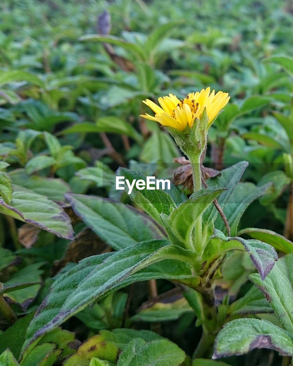 CLOSE-UP OF YELLOW FLOWERS