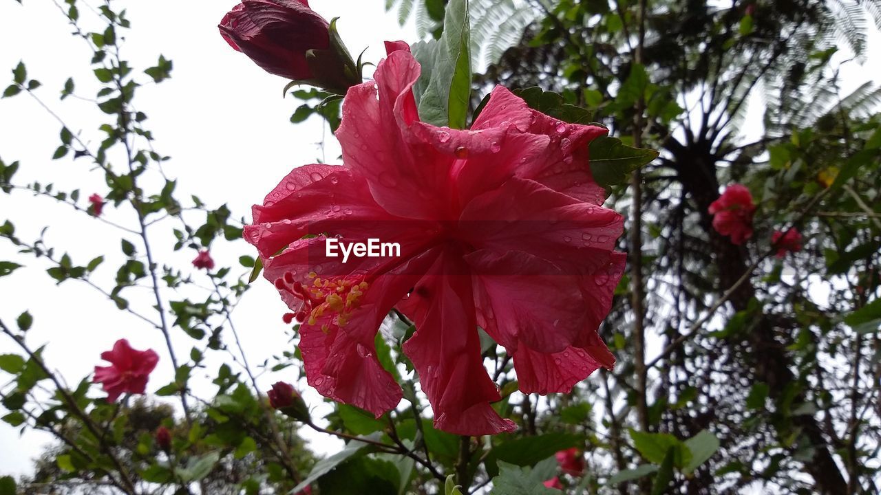 LOW ANGLE VIEW OF RED FLOWERS