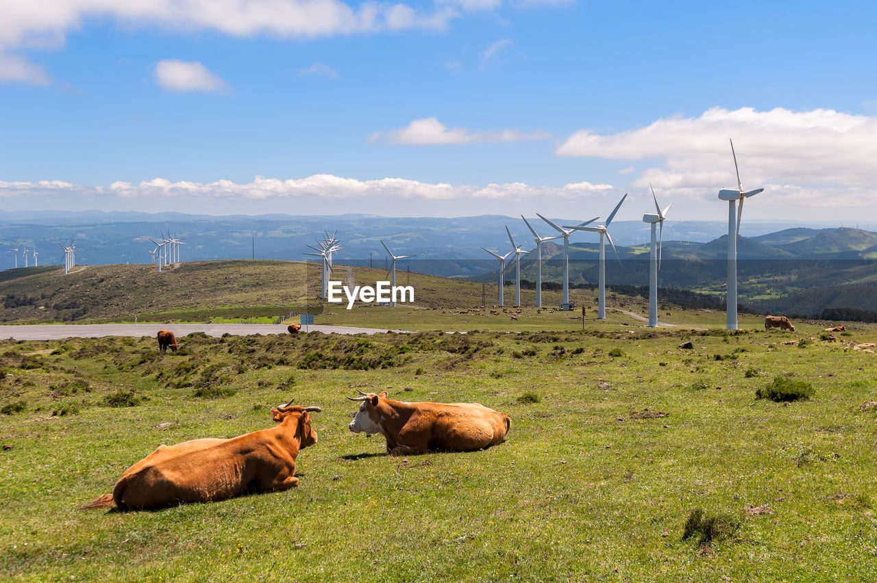 VIEW OF COWS ON FIELD