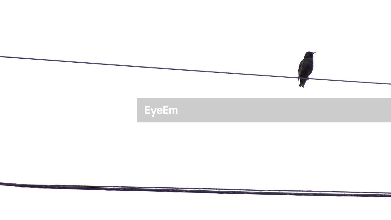 Low angle view of bird perching on cable against clear sky