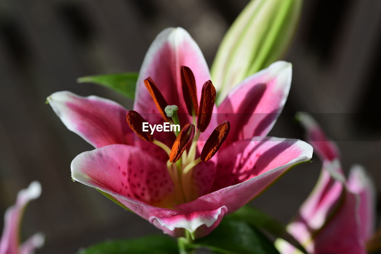 flower, flowering plant, plant, freshness, beauty in nature, pink, petal, close-up, nature, flower head, macro photography, inflorescence, fragility, blossom, no people, growth, focus on foreground, leaf, water, springtime, magenta, plant part, outdoors, lily, vibrant color, multi colored, botany, purple, pollen